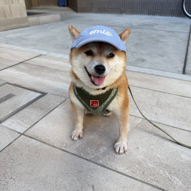 おすわりして待つつむぎ